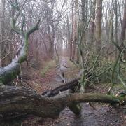 Gamlingay Wood in Cambridgeshire where a large fallen tree is blocking a path.