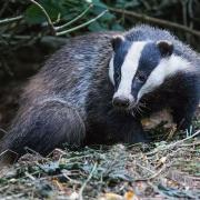 Badgers will come into gardens to find food.