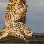Peter Hagger took this image at the Raptor Foundation in Woodhurst.