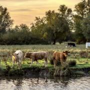 Cows grazing on the riverside at Ely.