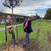 (From L to R) Cllr Lara Davenport-Ray and Cllr Simone Taylor helped to plant more than 110 trees on Oxmoor Lane, Huntingdon.