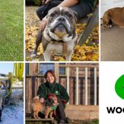 Woodgreen Animal Centre is hoping they can find forever homes for these dogs in their care.