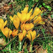 Gerry Brown took this image which shows the promise of Spring around the corner.