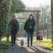 Channel 4 series The Dog House provides insight into what adopting a rescue dog entails