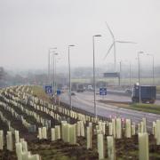 National Highways plan to start tree planting in October alongside the route of the £1.5 billion A14 Cambridge to Huntingdon scheme.