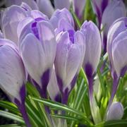 Tracy Finch took this lovely Spring image of crocuses in St Neots.