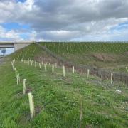 Hundreds of thousands of trees were planted alongside the A14, but most have since died.