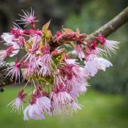 Peter Hagger took his beautiful Spring image at the Botanical Gardens in Cambridge.