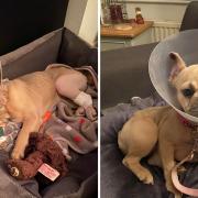 Bella was given a protective cone following the surgery, where they discovered Bella had two fractures to her hock bone rather than one.