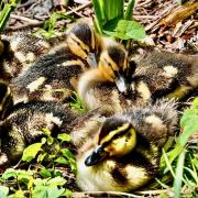 Gerry Brown took this image of Mallard chicks at the Somersham Nature Reserve.