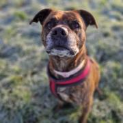 The RSPCA is making a desperate plea to find a forever home for five-year-old Staffordshire bull terrier Ruby