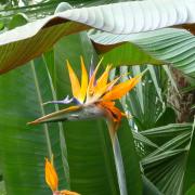 A bird of paradise plant at Belton House taken by Val Thompson.