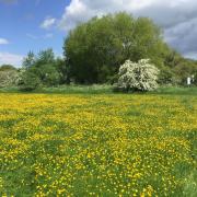 Mike Tuke sent this photo of buttercups at Portholme Meadow near Huntingdon.