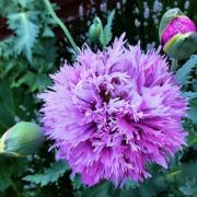 Jackie Smith took her 'poppies' image in her back garden.