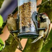 Sparrows on garden bird feeder sent in by Gerry Brown.