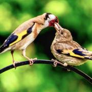 Goldfinch feeding her young at Somersham Nature Reserve.
