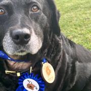Brave pooch: Eight-year-old Labrador Cross, Tank, took on her own special Muddy Dog fundraising challenge for Battersea