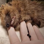 RSPCA fears for wildlife such as hedgehogs as fishing litter injuries rocket over summer