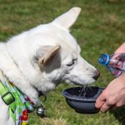 The RSPCA is encouraging owners to prepare their pets as the UK looks forward to a spell of warm weather.
