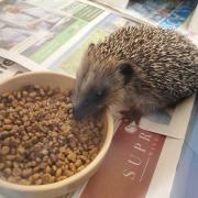 The Hedgehog centre returns the animals to the wild.