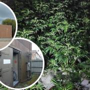 Police uncovered this cannabis factory in Alconbury Weald, Huntingdonshire.