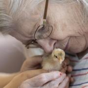 A Cromwell House Care Home resident caring for one of the chicks