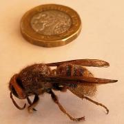 David used the £1 coin to show the size of the hornet.