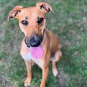 Sarah, a three-year-old lurcher, has been at RSPCA Block Fen Animal Centre in Cambridgeshire, since November 2021