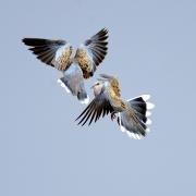 Two turtle doves in flight