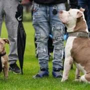 Around 40,000 of the large bulldog-type American breed were expected to have been registered before the deadline