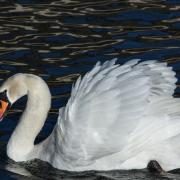 Judith Johnson took this photo at the riverside in St Neots.