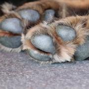 Alabama Rot can be picked up in dog's paws.