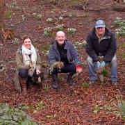 Snowdrops were planted in the Huntingdon park.