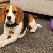 Seven-month-old beagle puppy Teddy had his life saved by Cromwell Vets in Huntingdon after he swallowed a rope toy which untangled and became lodged in his intestines.