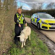 Cambridgeshire Police officers rescued a sheep near the A1.
