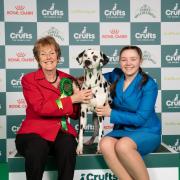 Sapphire won Best of Breed at Crufts 2024.