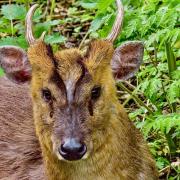 Gerry Brown captured a photo of this Muntjac deer at Ramsey.
