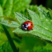 Gerry Brown took this image of a ladybird at the Godmanchester Nature Reserve.