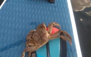A Chinese Mitten Crab showing the \'furry\' bristles on its claws, fished from the river in St Ives by a litter-picking paddle boarder. Credit Hazel Quest/St Ives Rowing Club.