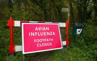 Following a new outbreak in Fenland and Huntingdonshire, there has now been three confirmed cases of bird flu in Cambridgeshire for October