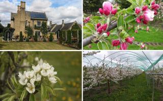 A huge array of flowers and fruit blossoms will be on display in Bluntisham and Soham to celebrate the arrival of Spring.