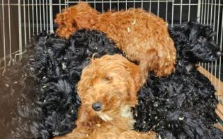 Nine puppies were abandoned in a crate outside a home in Chatteris Road, Mepal.
