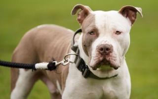 Stock image of an American XL bully dog.