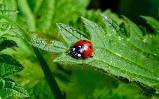 Gerry Brown took this image of a ladybird at the Godmanchester Nature Reserve.